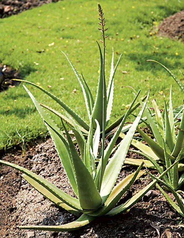 Aloe Vera